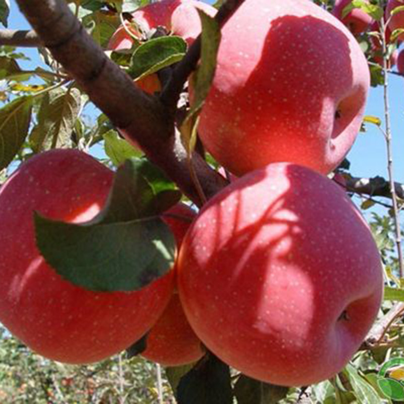 现货供应苹果树 鲁丽红肉苹果树易嫁接易管理量大从优 苹果树价格示例图10