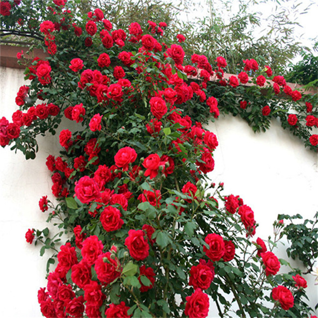 批发蔷薇花 红花月季 可食用玫瑰 3季开花 量大优惠 藤本月季