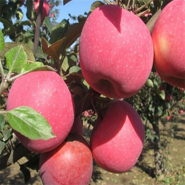 八月红苹果树出售 红苹果红富士苹果苗 苹果原生苗价格