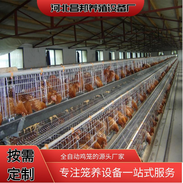养殖笼具厂家 供应蛋鸡笼 昌邦 出售蛋鸡笼 常年供应