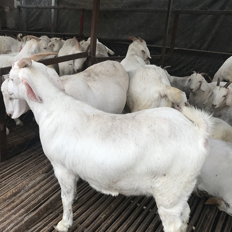 供应改良白山羊 现代 出售白山羊 批发美国白山羊价格 长期供应