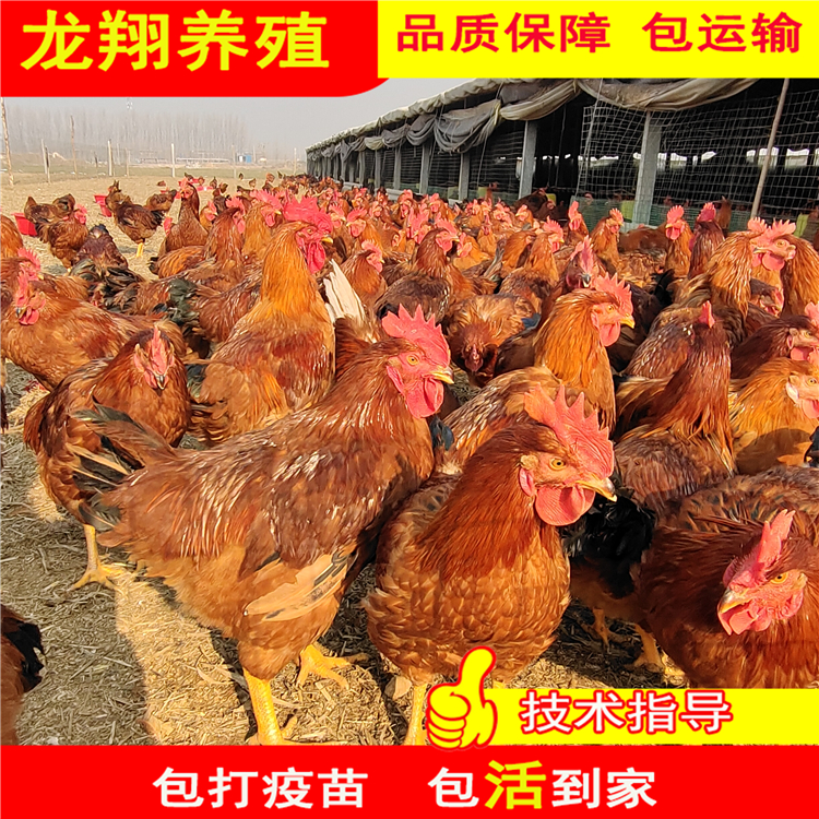 纯种红玉鸡 龙翔 散养九斤红玉鸡鸡苗 脱温笨鸡苗价格 出售红玉鸡示例图10