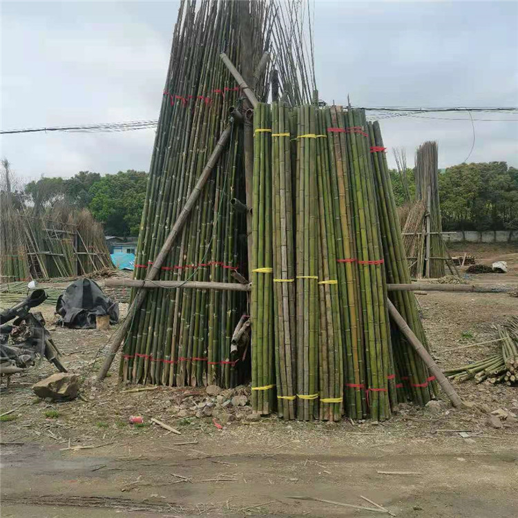 竹韵竹制品厂 早元竹 绿化支撑竹竿 2米竹杆子图片