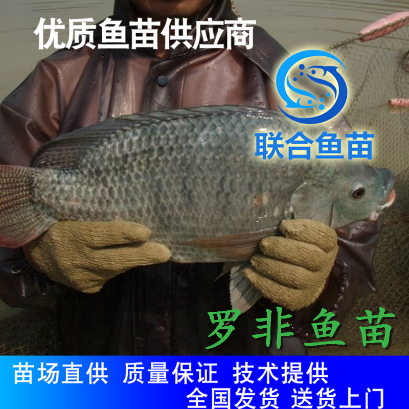 养殖技术支持福寿鱼苗 融安福寿鱼苗-罗非鱼种苗图片