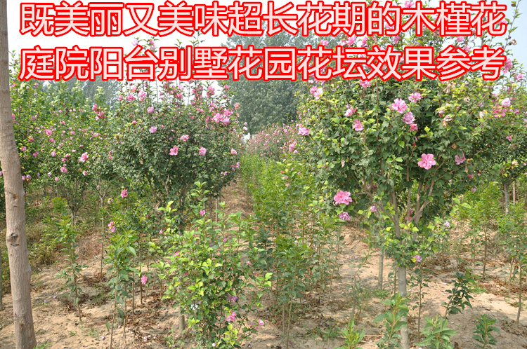 【基地直销】粉色重瓣木槿花树苗当年开花可食用耐寒绿化苗木示例图2