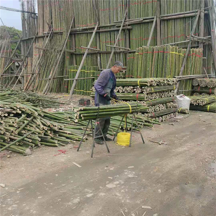 工程绿化树木支撑竹竿 菜架竹竿价格