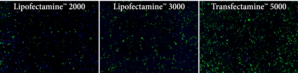 AAT Bioquest 品牌 Transfectamine 5000转染试剂 货号60020示例图2