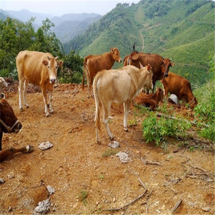 西门塔尔牛母牛出售 成年公牛 改良西门塔尔牛 一头价格图片