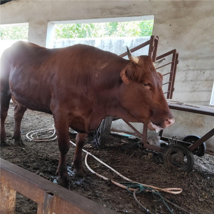 改良肉牛养殖场 育肥肉牛犊 批发 小牛犊 小黄牛价格 纯种鲁西黄牛牛犊