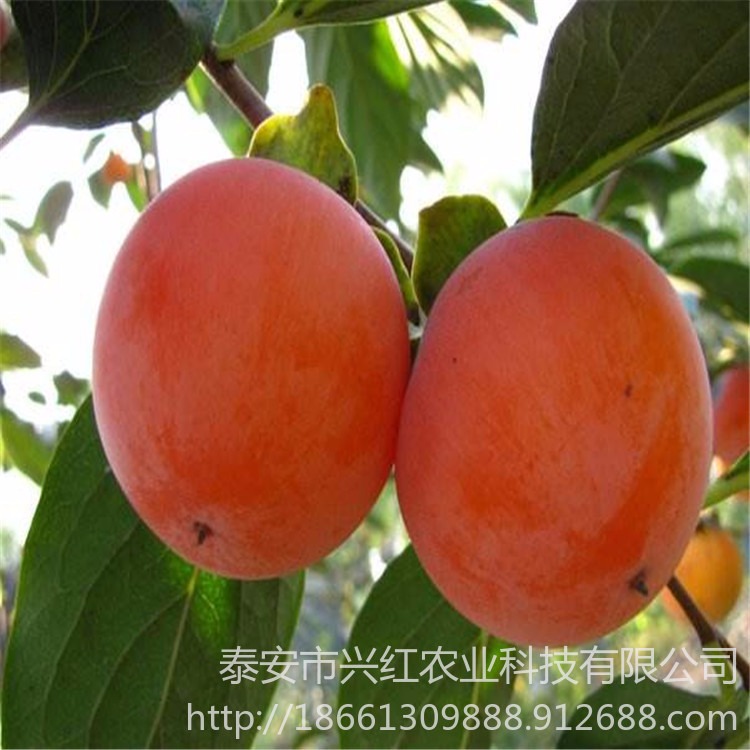 富平柿子苗销售 甜柿子苗基地 供应阳丰甜柿苗种植 带土发货
