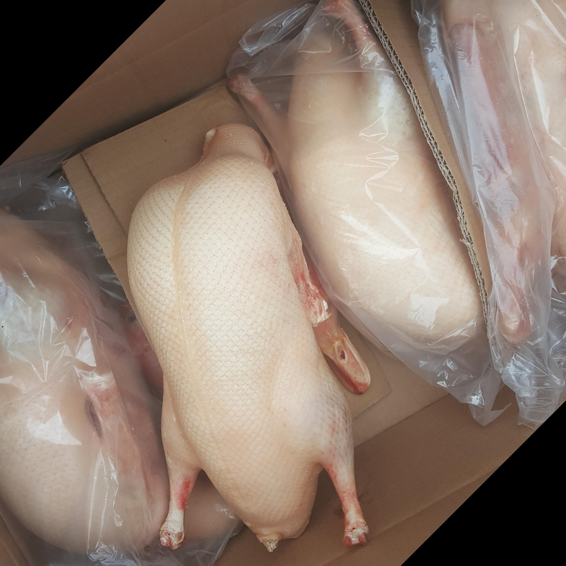 北京烤鸭 鸭坯 厂家直销四系填鸭 酥不腻 冷冻鸭胚