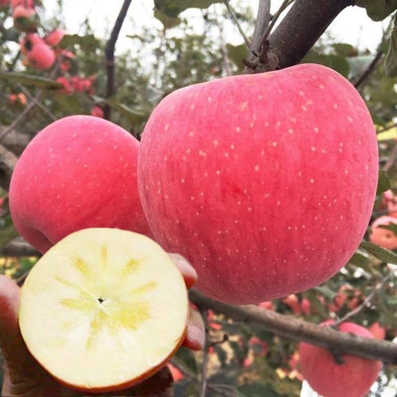 基地出售矮化富士苹果苗 华硕苹果苗  苹果苗新品种图片