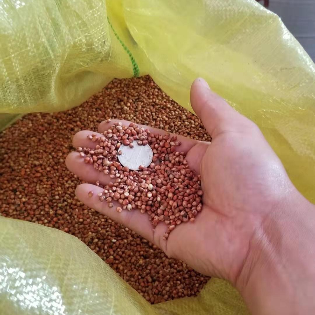 新采红高粱种子 甜高粱种子发芽周期短 高梁米一斤全国包邮 靓景种业