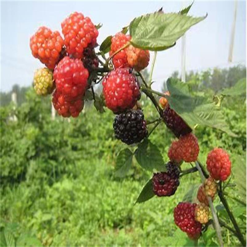 泰安基地树莓苗批发 1公分双季红树莓苗价格 黑树莓苗覆盆子口感酸甜 量大优惠图片