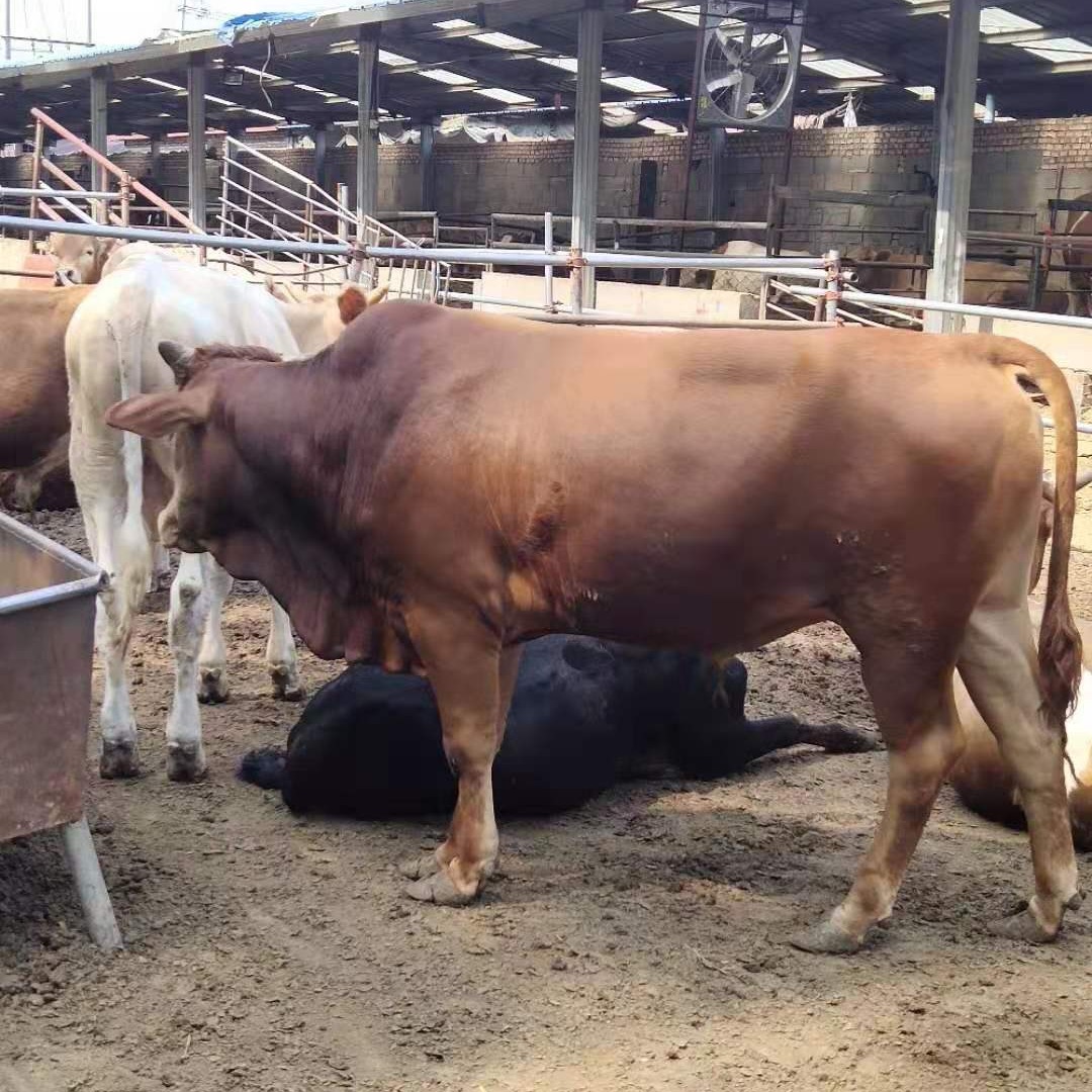 纯种肉牛养殖场  直供优质 晟源 鲁西黄牛肉牛养殖