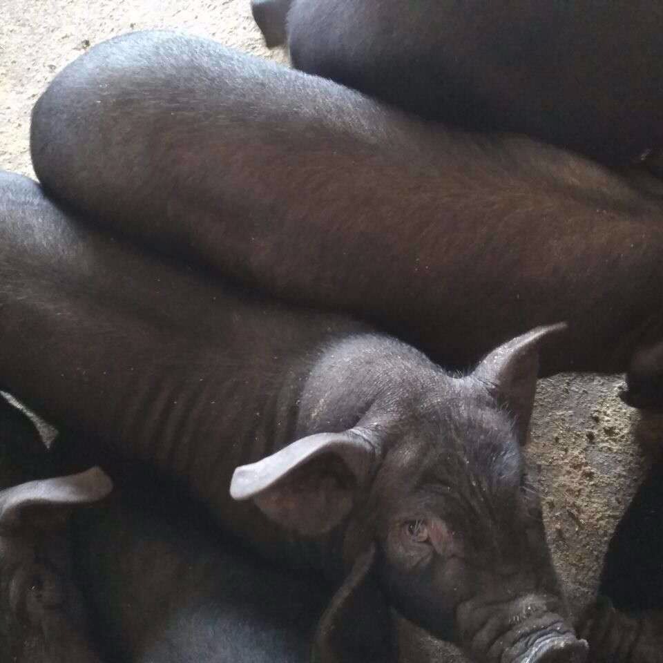 瘦肉型母猪养殖场 出售苏太猪价格 黑种猪苗一代 大型黑猪供应