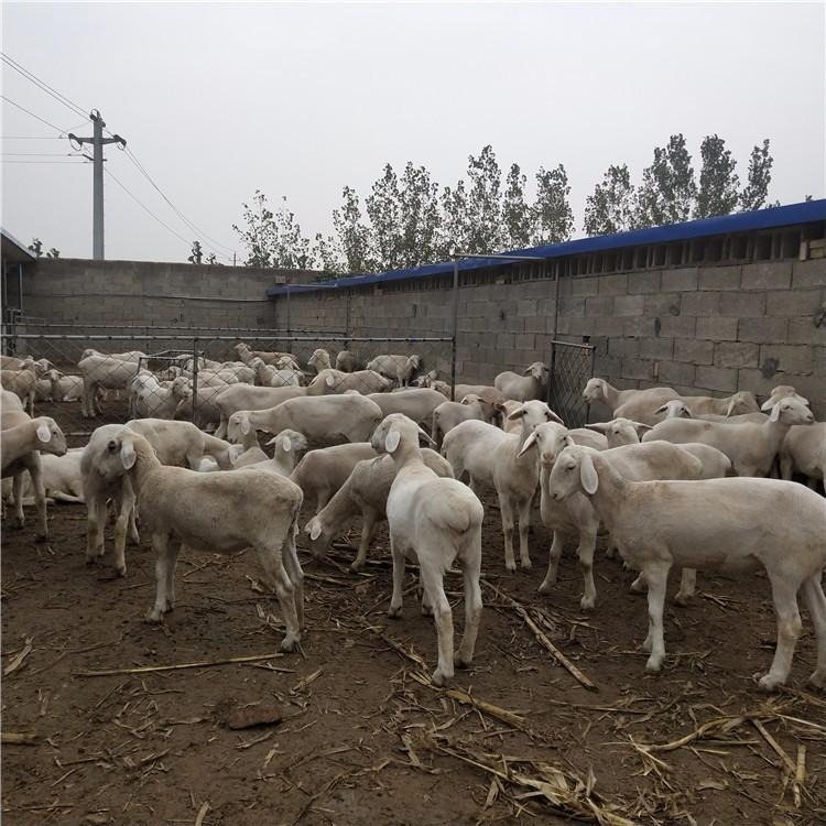 白山羊-成年正宗山羊-批发农家散养种羊-山羊厂家直销-龙翔牧业图片