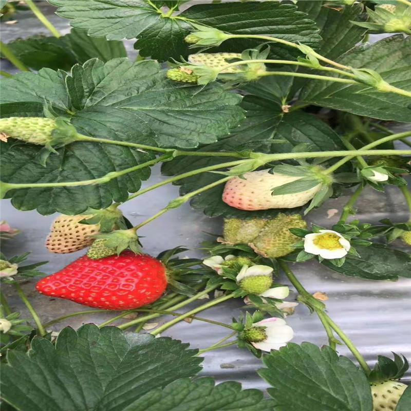 幸香草莓苗 销售基地 泉诚苗木 红宝石草莓苗 供货商家 