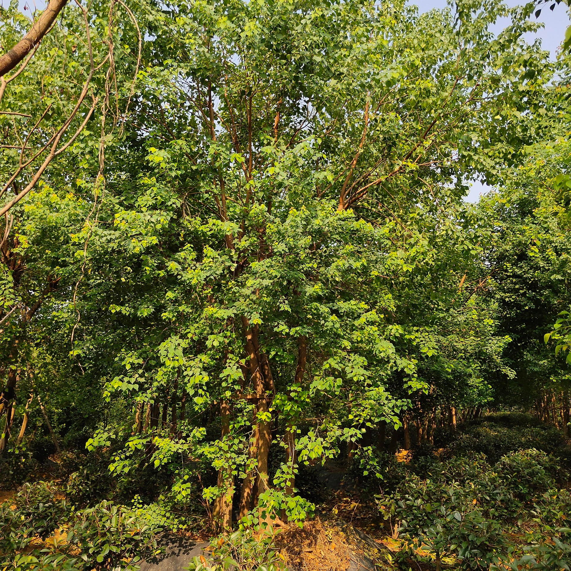 多杆乌桕风景树 千喜苗木有很多 悉心种植本地丛生乌桕树 杆数多