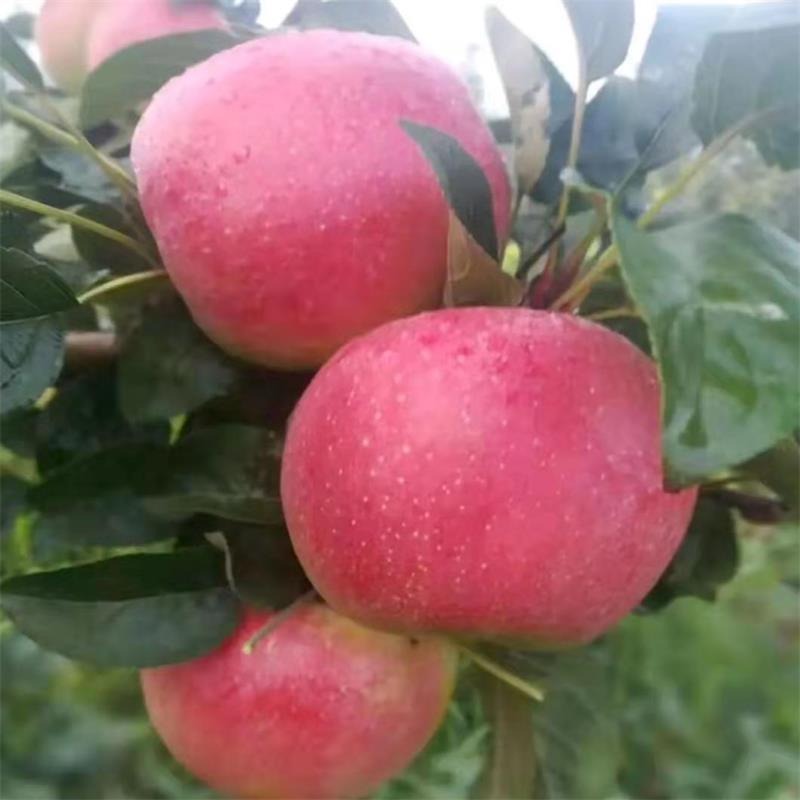 矮化维纳斯黄金苹果树苗批发  自产自销  适应南北方种植 兴圣农业 一级良种苹果树苗 苹果苗