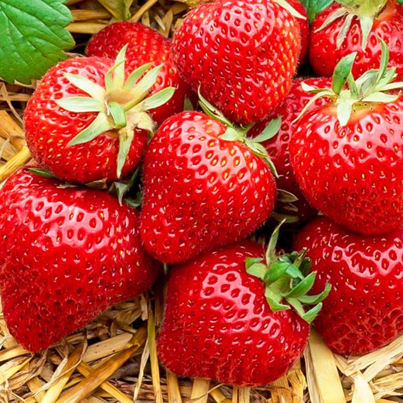 特价销售甜度高 硬度好 耐运输的草莓 红颜 奶油草莓苗    妙香草莓苗种子等等