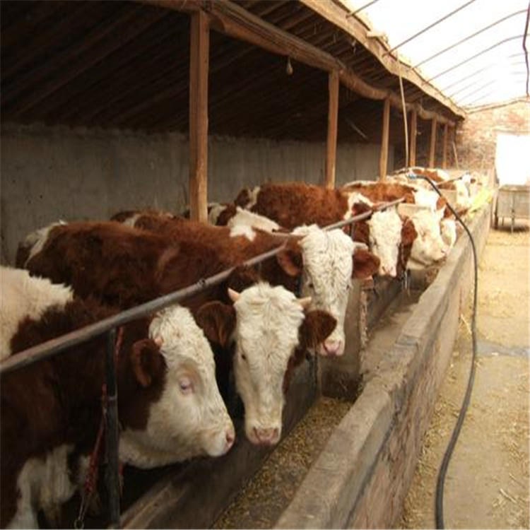 养100头牛一年赚利润分析 现在养100头牛需要投资 正规养殖企业图片