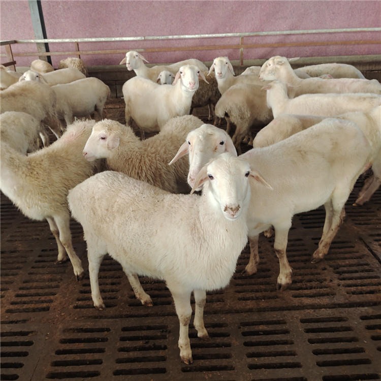 龙翔 常年出售杜泊绵羊 小尾寒羊 澳洲白 三到六月龄羊羔价格怀孕母羊图片