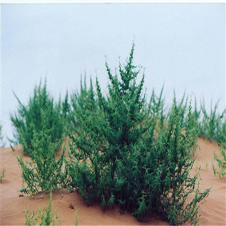 食用植物沙米种子又名沙蓬环境适应能力强沙区抗旱优质品种