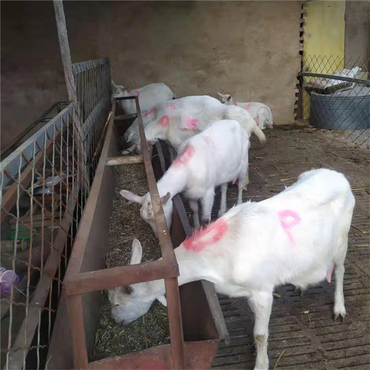 纯种奶山羊 6个月纯种奶山羊价格 通凯批发 支持视频挑选
