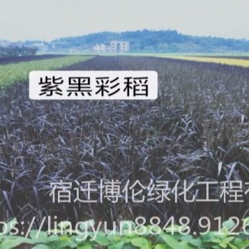 博伦紫黑水稻种子夏季观叶 观叶水稻种子一袋半斤2袋包邮图片
