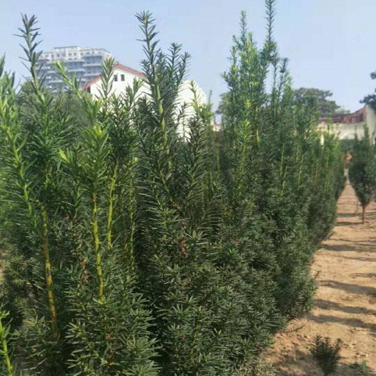 红豆杉树  高度一米的红豆杉 量出售30公分红豆杉 湘林苗圃