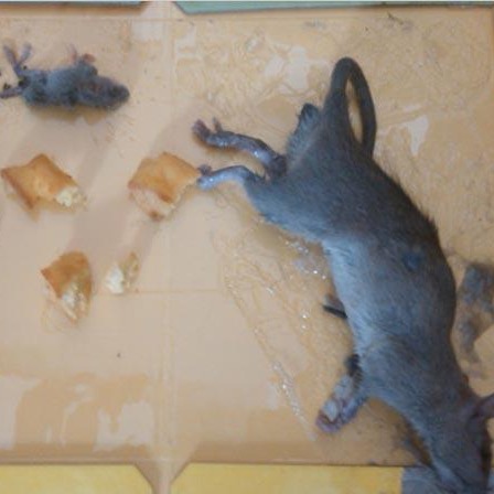 强力粘鼠板批发 家庭粘鼠板厂家直销 摆地摊粘鼠板粘蝇板价格图片