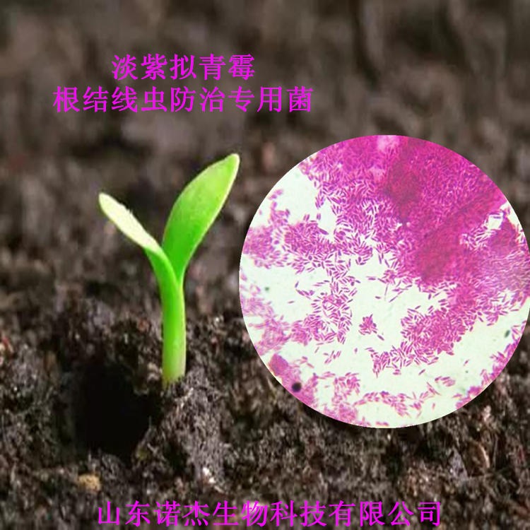 淡紫拟青霉 喷施滴灌用   农作物种植根线虫抑制专用 淡紫紫孢菌     喷施滴灌用 淡紫菌    诺杰图片
