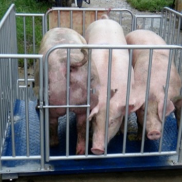 1.5米乘3米养殖场动物围栏称  3吨动物电子称  杭州防水抗腐蚀的养猪秤