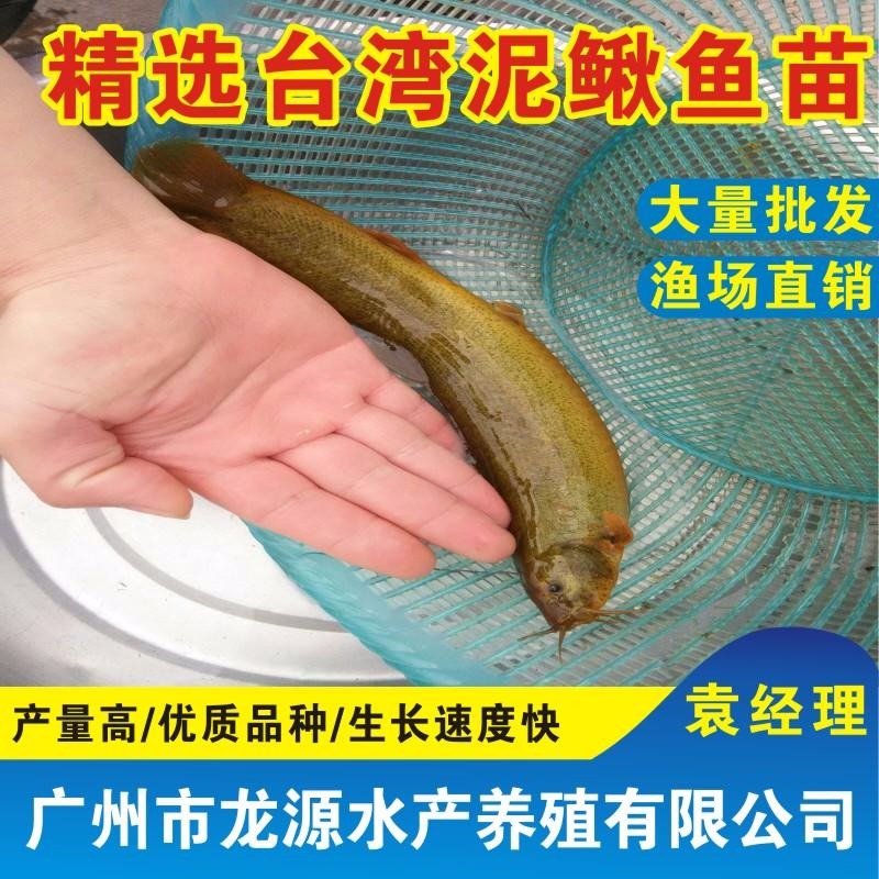泥鳅苗 台湾泥鳅鱼苗养殖 台湾泥鳅苗到龙源水产 泥鳅成活高回报快