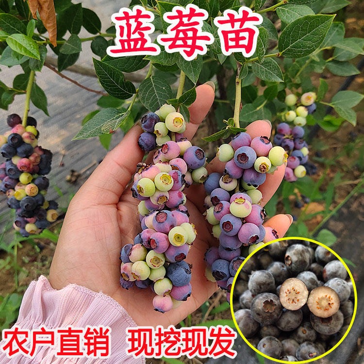 基地出售3年蓝莓苗   薄雾    奥尼尔    品种齐全蓝莓苗