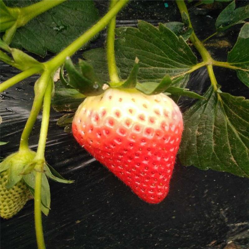 明宝草莓苗厂家供应 草莓苗出售优质基地 泉诚苗木价格优惠