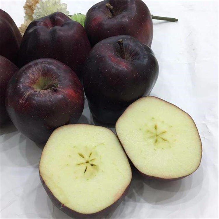 大红星苹果苗量大优惠 苹果苗直销 红富士苹果苗价格 黑苹果苗树苗出售
