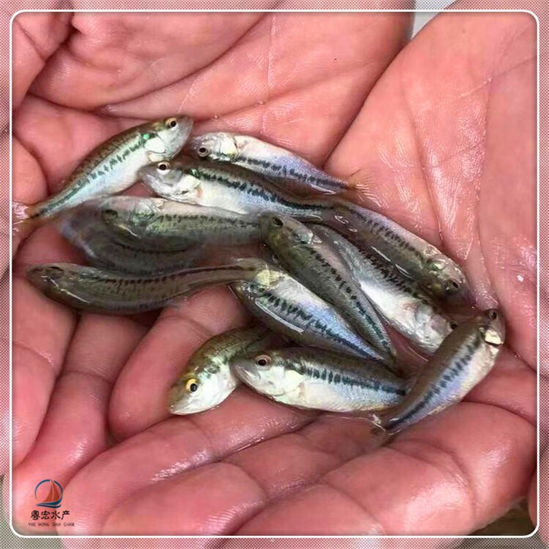 武汉淡水鲈鱼苗 产量高加州鲈鱼苗 路亚性鱼苗