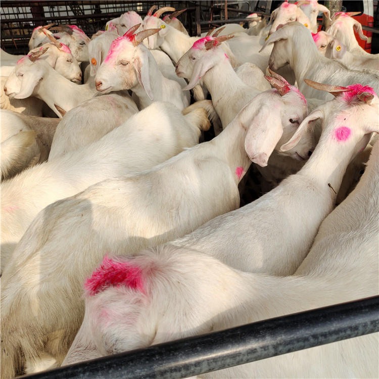 白山羊种羊价格 白山羊育肥羔羊 龙翔 白山羊种羊养殖基地