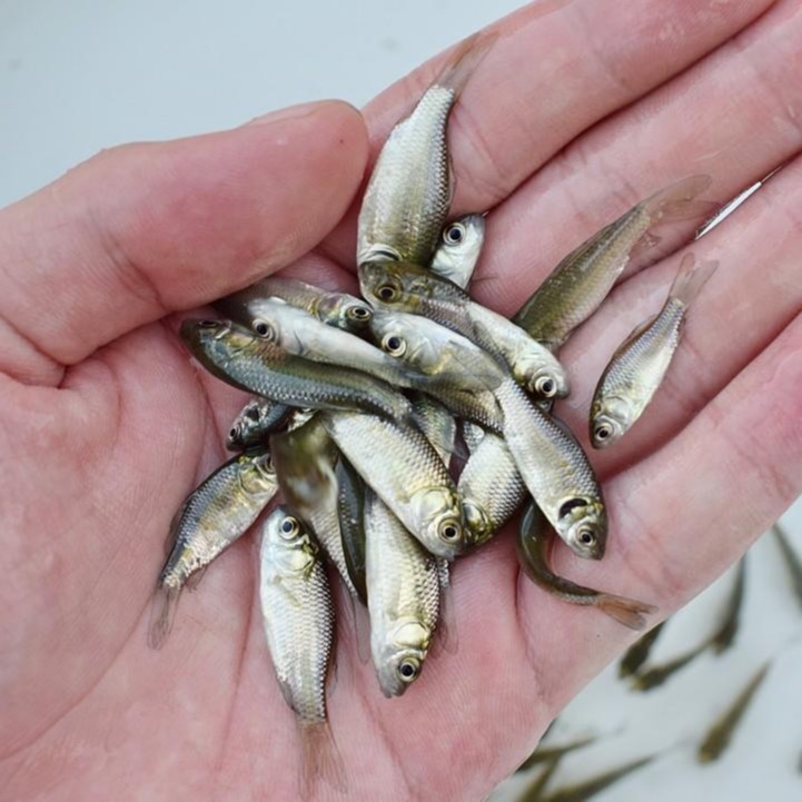千岛大量出售各种淡水鱼苗批发   淡水鱼苗夏花批发   质优价廉
