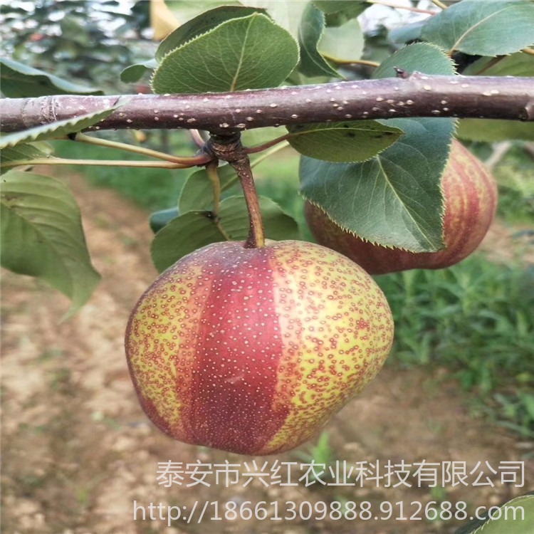 梨树苗新品种早酥红梨  早酥红梨树苗 根系发达易成活中秋4号价格表图片