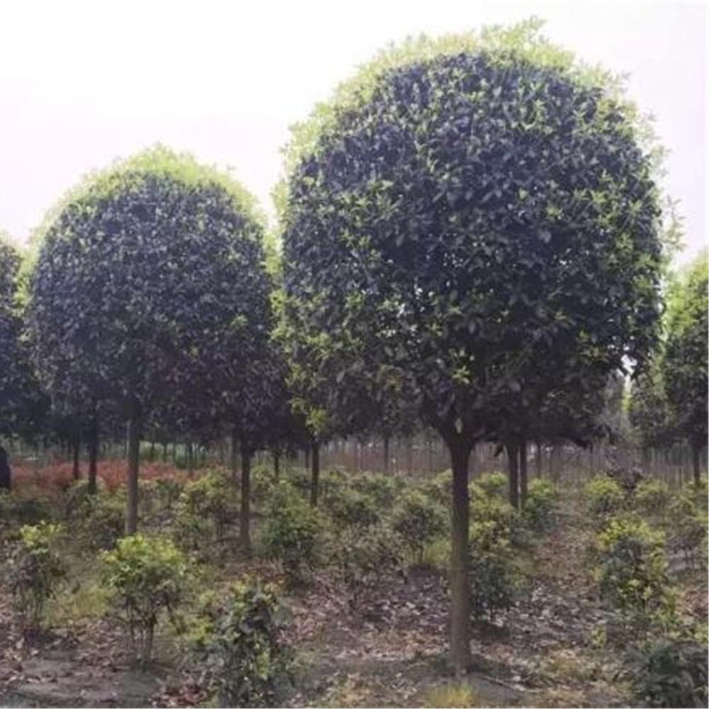 丹桂常绿风景树这里有 千喜苗木基地培育P400cm丹桂花苗木 报价低 质量把关严格图片