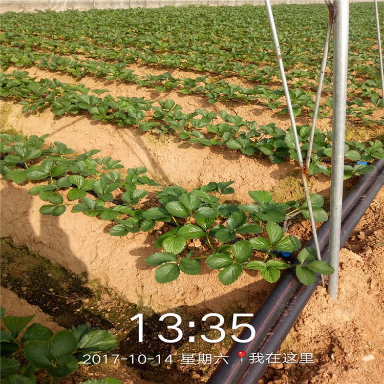 山东草莓苗品种 法兰地草莓苗价格 甜查理草莓苗 全明星草莓苗销售商图片