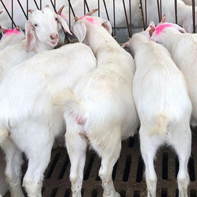 白山羊养殖场 纯种白山羊羊羔 龙翔 白山羊价格 山东白山羊养殖场图片