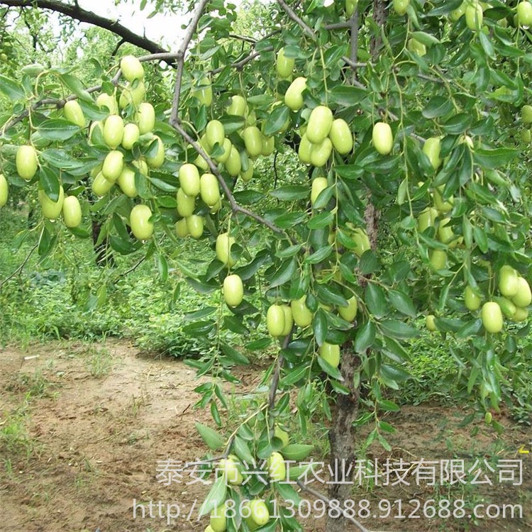 冬枣树苗根系发达易成活 兴红农业基地出售葫芦枣 葫芦枣树苗
