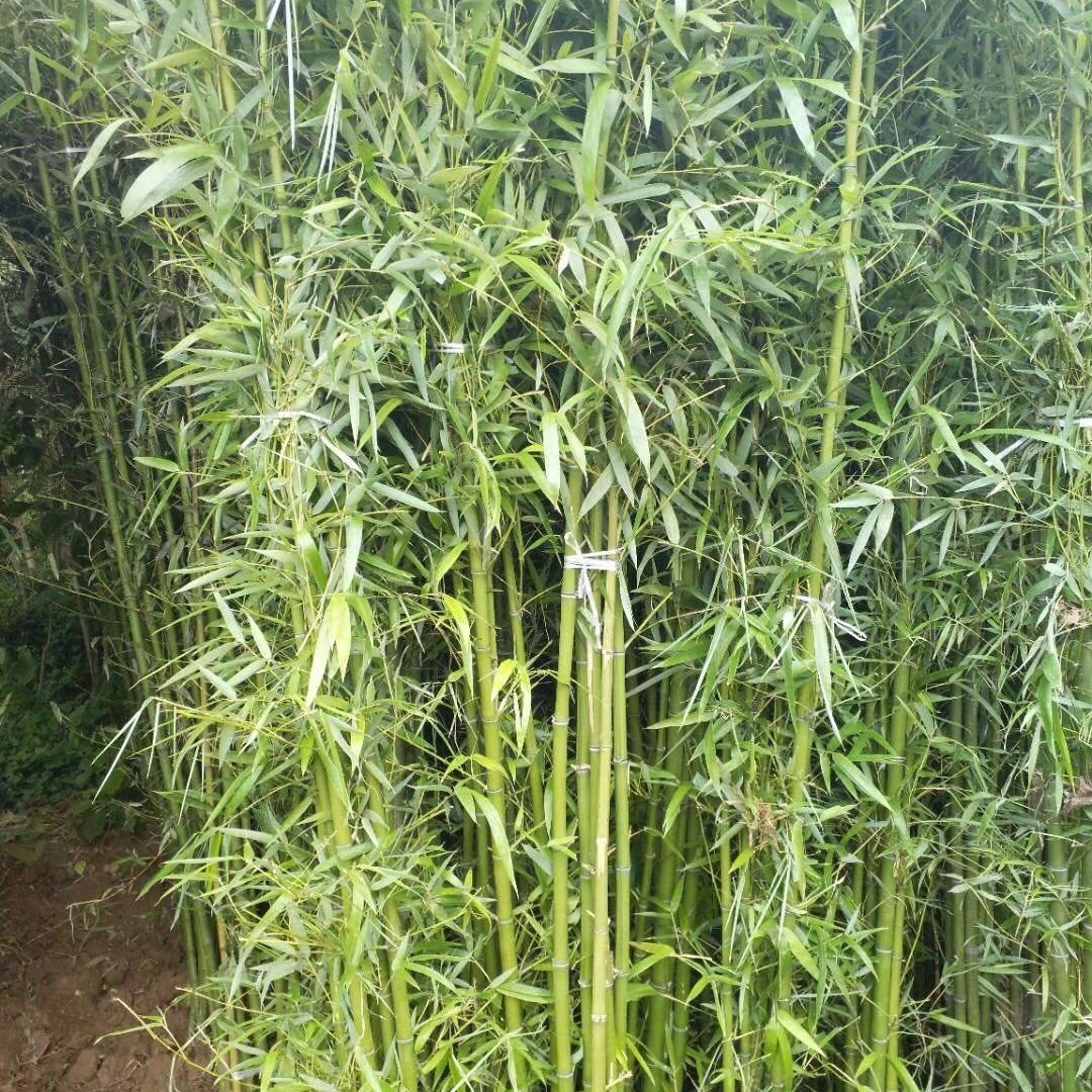 优质竹子批发 刚竹1公分2公分3公分4公分大量出售