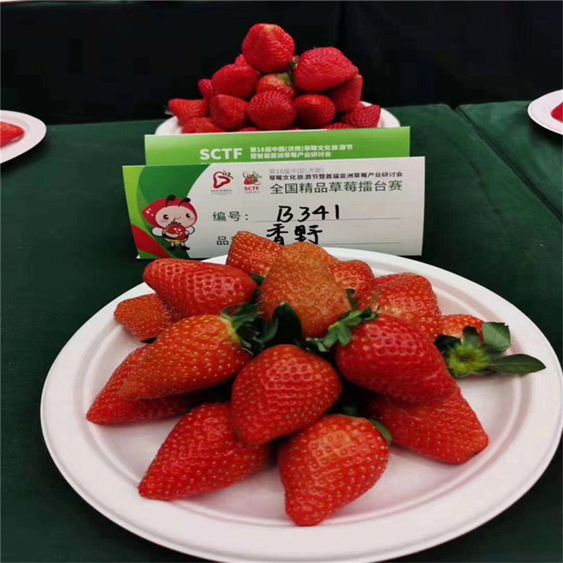 批发天仙醉草莓苗基地 甜查理草莓苗价格 红袖添香草莓苗新品种