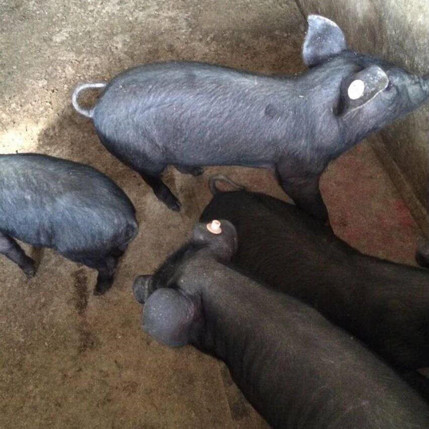 江苏苏太母猪养殖场 新苏太猪报价  瘦肉型黑母猪一头价格 纯种公猪繁殖基地