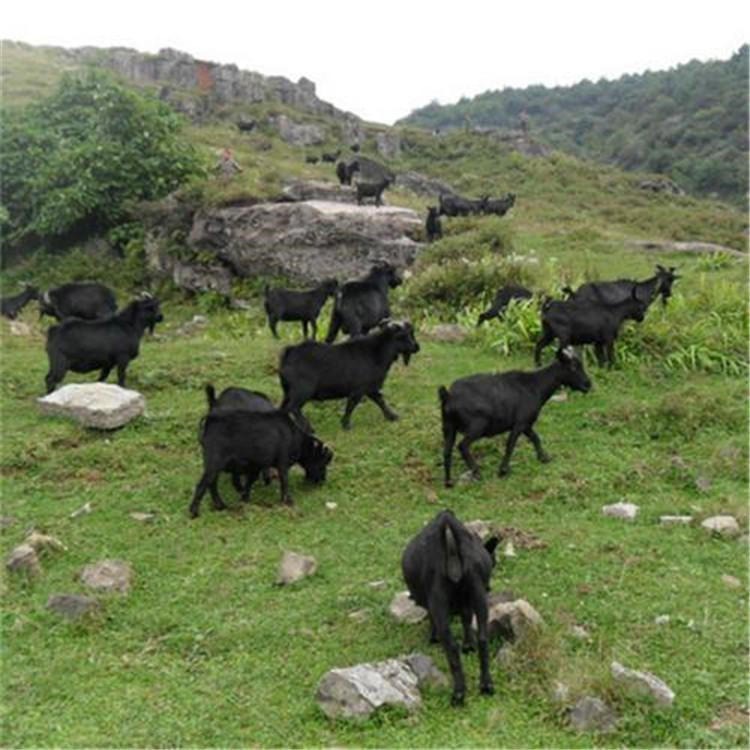 大量批发黑山羊 纯种黑山羊 育肥黑山羊 通凯牧业 肉羊品种图片